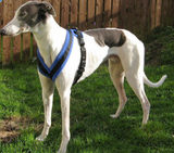 Harness