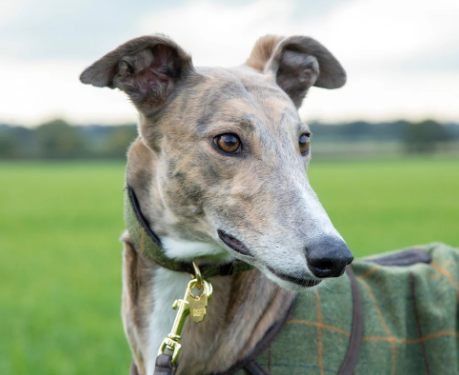 Digby & Fox Greyhound Tweed Collar