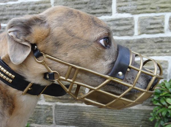 Greyhound muzzle 2024